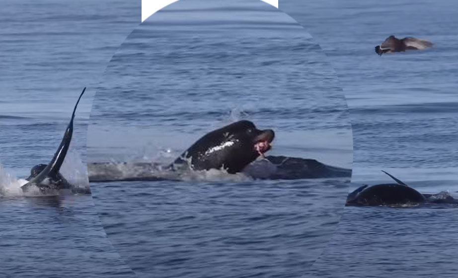 Seelöwe zerfetzt Hai – Video