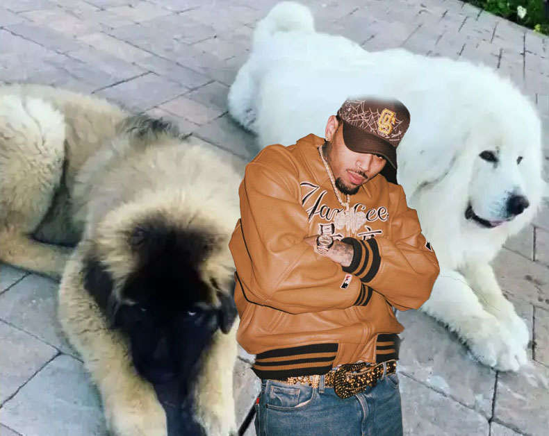 Ex-Haushälterin klagt Chris Brown nach Hundeangriff auf 70 Millionen